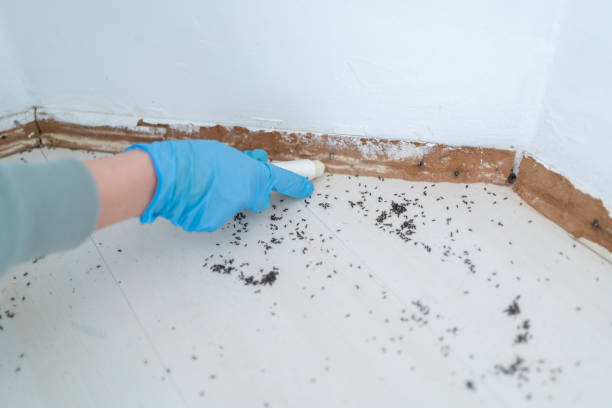 Trusted Haiku Pauwela, HI Pest Control Experts
